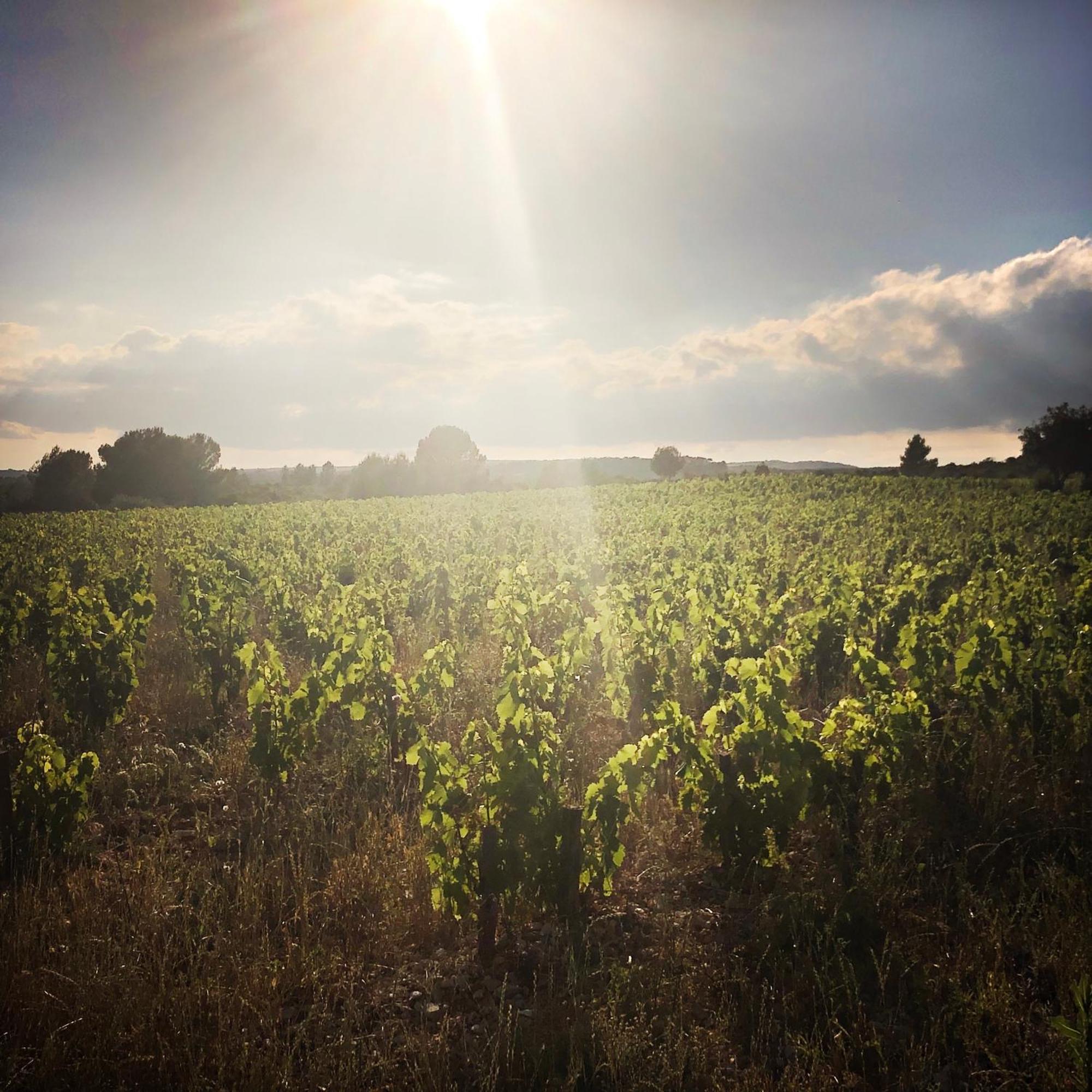 B&B Vigne Vierge Aigne  Exterior foto