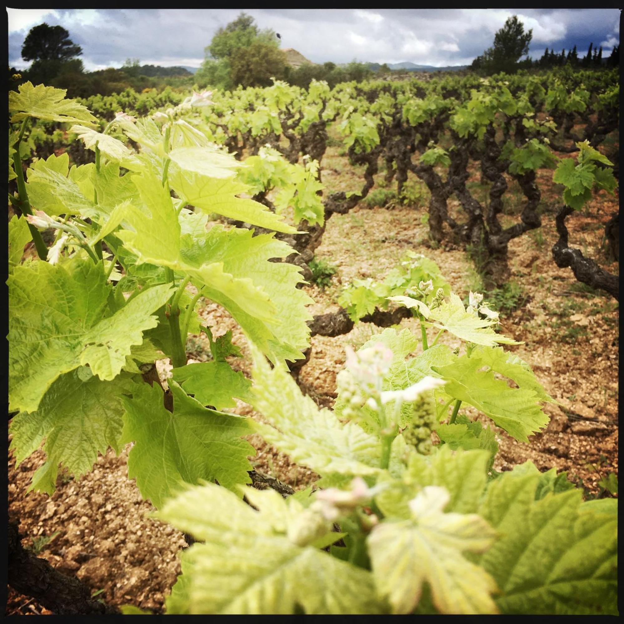 B&B Vigne Vierge Aigne  Exterior foto